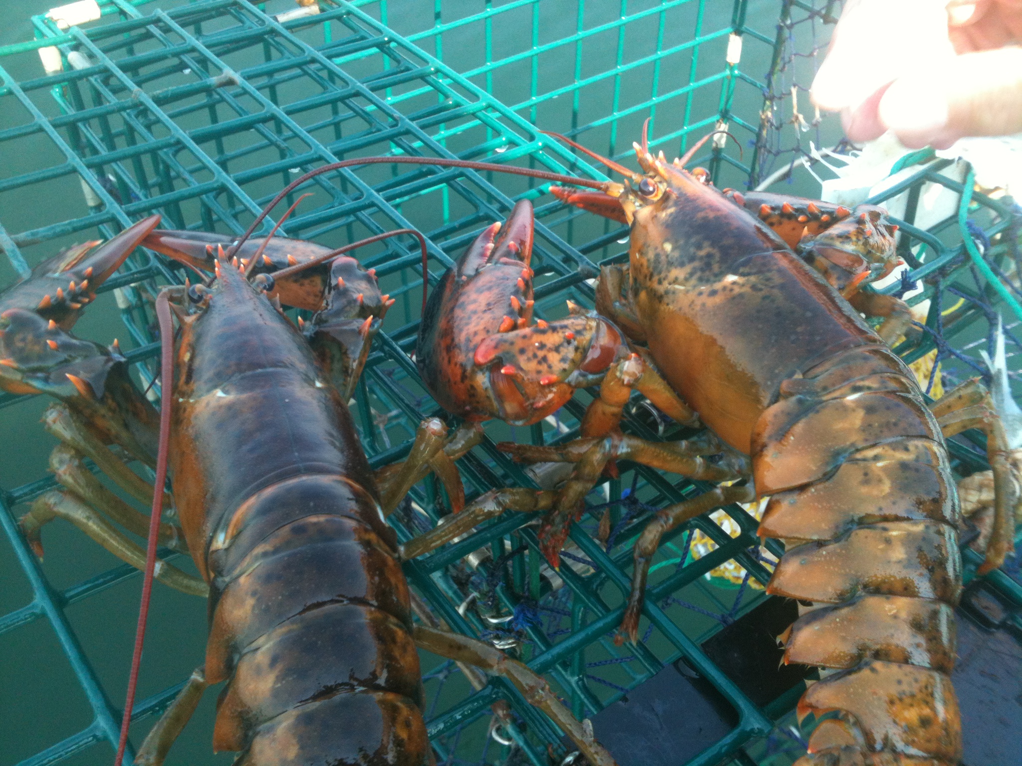 Lobstering in Gloucester Harbor